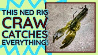 The Yum Craw Papi Might Be The Best Ned Rig Craw !