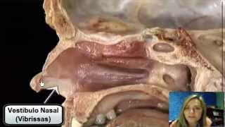 Anatomia da Cavidade Nasal - Prof. Celimara