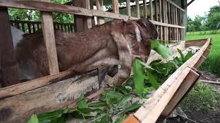 Kambing Bligon Kepala Merah Siap Breeding