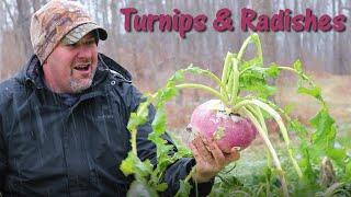 Will Deer Eat Turnips and Radishes?? Are They Food Plot Worthy?