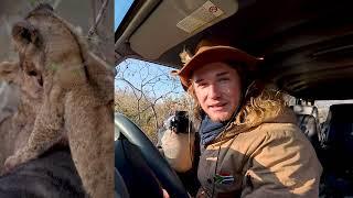 Vlog on Lion dynamics on the Game Reserve where I live (South Africa)