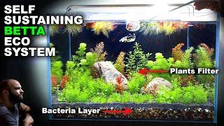 Self Sustaining Betta Fish Eco Tank (NO WATER CHANGE, minimal input)