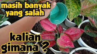 cara menyiram aglaonema yang benar