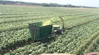 Friesen Harvesting