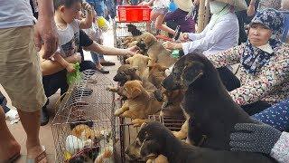 Discover the market selling dogs and cats in Vietnam's cheapest and most beautiful