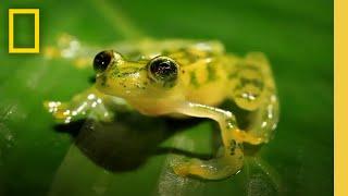 The Glass Frog: Ultimate Ninja Dad | Animal 24