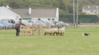 2024 Irish national sheep dog trials in Co Donegal