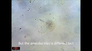 Amoeba Eating - and rejecting food