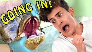 Man is EATEN BY A GIANT ANACONDA -- For Science!