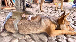 BiBi hugs the puppy - They wait for Dad to make lunch