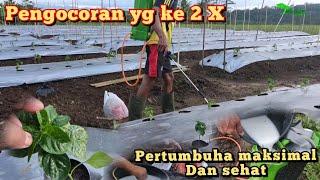 Cara pengocoran cabai baru tanam