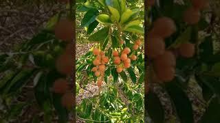 Do You Recognize This? | Duranta tree | Golden Duranta