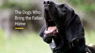 The Dogs Who Bring the Fallen Home