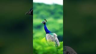 Peacock Bird #short  #youtubeshorts  #8kwildcanvas