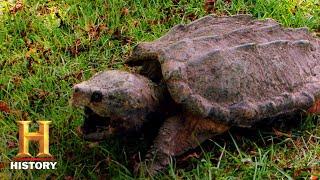 Swamp People: Snapping Turtle Surprise (Season 8) | History