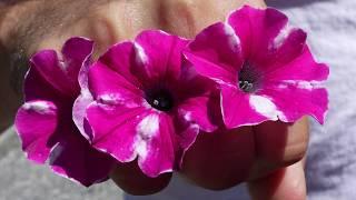 Dig Deep:  SUPERTUNIA RASPBERRY RUSH  Petunia