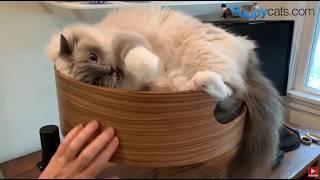 Desk Nest Is Your Kitty's NEW Happy Place! Unboxing 