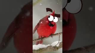 Cardenal Con Ojos De Caricatura #angrybirds