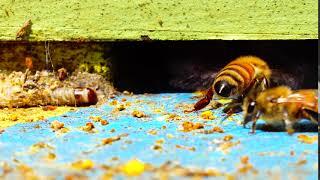 Moth Worm and Bees (10 Sec.) Royalty Free HD Video - For Beekeeping Projects