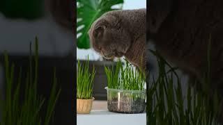 Scottish fold cat  Asmr