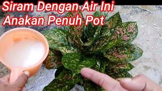 Cara Merawat Aglaonema Agar Beranak Banyak