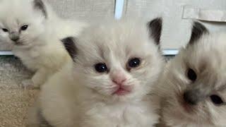 Erin an Casper New Litter 4 Weeks Old Ragdoll Kittens So Adorable ️️