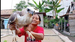 BURUNG ELANG BAGONG PULANG MINTAK MAKAN