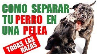 3 TÉCNICAS para Separar a Tu PERRO si se PELÉA (Incluido RAZAS de PRESA)