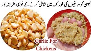 Using Garlic as Chicken Feed Additives | Dr. ARSHAD