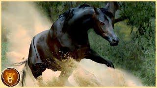 10 Most Amazing Horse Breeds in the World