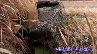 Colony Traps for Muskrats, with Mark Steck