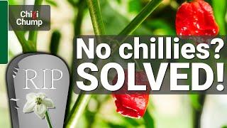 Are your chilli pepper flowers dropping? SOLVED!