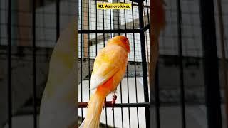 Suara burung kenari || kenari mania || kicau mania || canary singing || canaries singing || canario