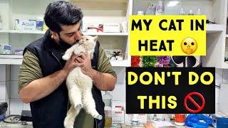 My Cat in Heat | Don't do these mistakes with Cat in Heat cycle