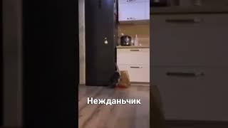 кот прикол #коты #прикол #best #prank