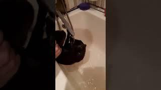 Кошка которая любит мыться