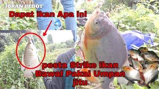 BONGKAR,UMPAN MANCING IKAN BAWAL LIAR DI BANJARMASIN