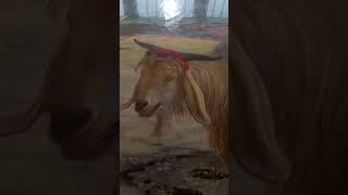 scapegoat animals lives taken. lever gallery port sunlight the wirral William holman hunt. go vegan.