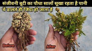 Grow Sanjeevani booti plant/संजीवनी बूटी पौधा सालों सूखा रहता है पानी  में डालते ही जिंदा हो जाता है