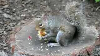 Squirrel Eating Apple Core