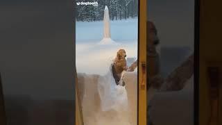 Golden Retrievers Dive Into 40 Inches of Snow || Dogtooth Media