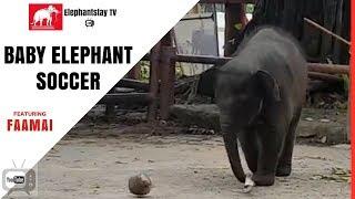 Baby elephant soccer training | Royal Elephant Kraal | Elephantstay