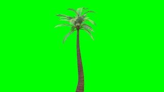 Copyright Free 3d Animated Palm Tree Green Screen Effect | Chroma Key | Royalty Free |