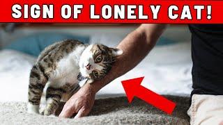 8 Signs Your Cat Is Unhappy