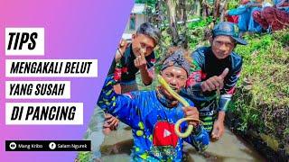 SALAM NGUREK | BEGINI jika ingin mancing BELUT DAPAT BANYAK #kotagarut