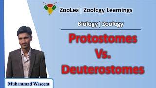 Protostomes vs. Deuterostomes | ZooLea | Lesson 14 | Biology (Zoology)