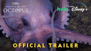 Secrets of the Octopus | Official Trailer | National Geographic