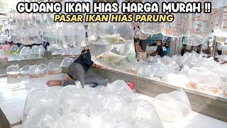 GUDANG IKAN HIAS HARGA MURAH‼️PASAR IKAN HIAS PARUNG‼️