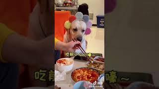 #haihuoc #troll Thử Thách Chú Chó Hài Hước Dễ Thương #18 #funny #funnyvideo #thuthach #xuhuongtiktok