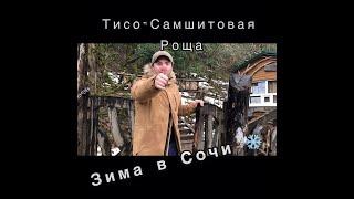 ️ Зима в Сочи 2021. Тисо-Самшитовая Роща.